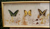 collection de papillons