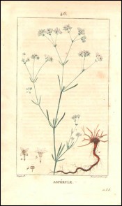 Aspérule Gravure Aquarellée P Turpin 1815