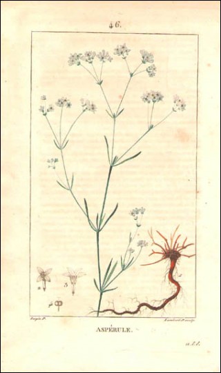 Aspérule Gravure Aquarellée P Turpin 1815
