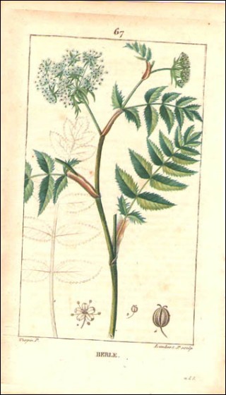 Berle Gravure Aquarellée P Turpin 1815