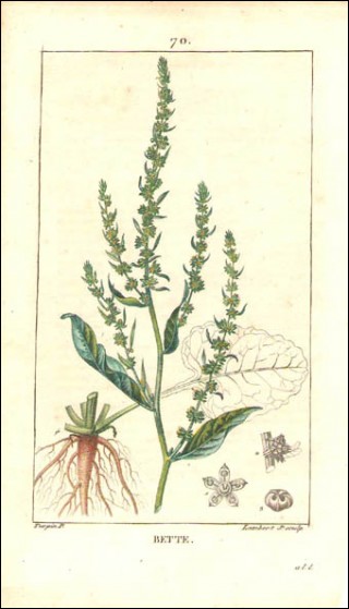Bette Gravure Aquarellée P Turpin 1815