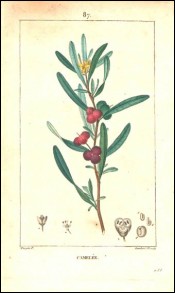 Camelee Gravure Aquarelle P Turpin 1815