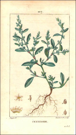 Centinode Gravure Aquarelle P Turpin 1815