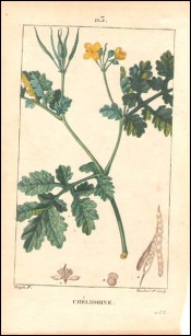 Chelidoine Gravure Aquarelle P Turpin 1815