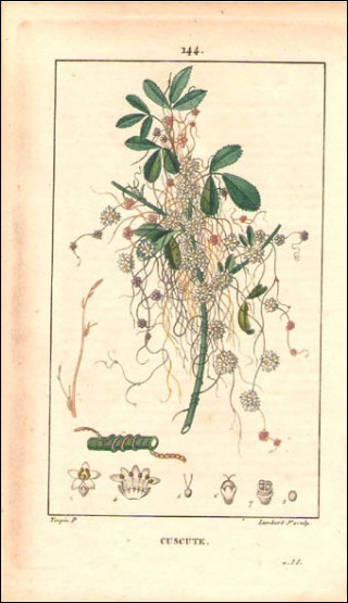 Cuscute Gravure Aquarelle P Turpin 1815
