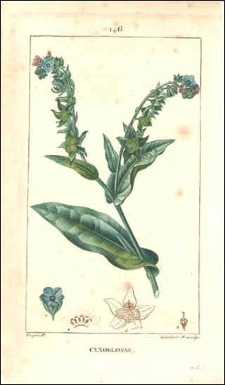 Cyxoglosse Gravure Aquarelle P Turpin 1815