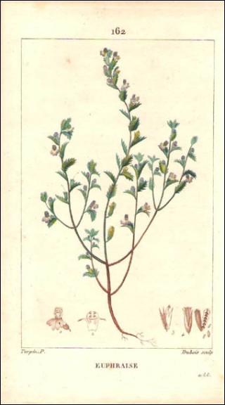 Euphraise Gravure Aquarelle P Turpin 1815