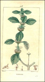 Marrube Gravure Aquarelle P Turpin 1815